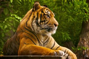 Sumatran Tiger9363614647